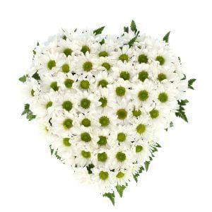 Coração de margaridas brancas para funeral