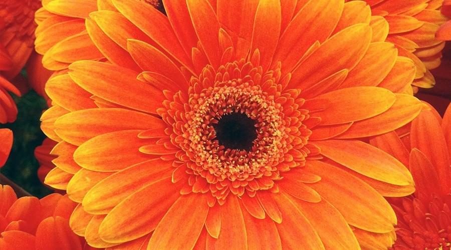 Gerbera