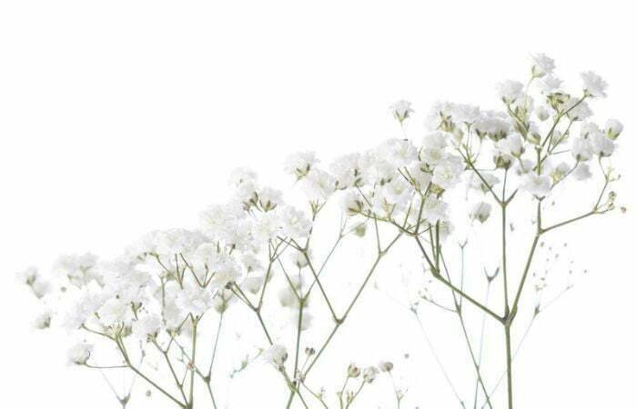 Gypsophila e Vivaz
