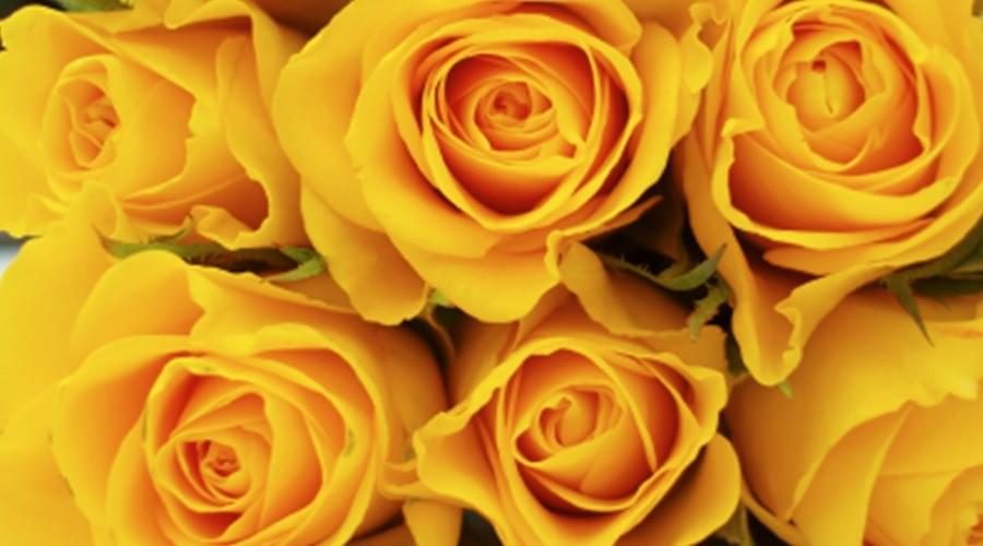 rosas amarelas